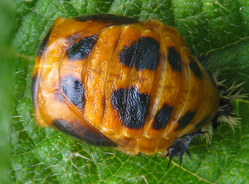 Coccinellidae: Harmonia axyridis